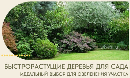 Быстрорастущие деревья для сада идеальный выбор в Назрани