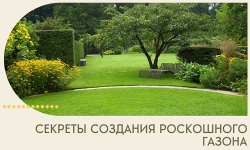 Секреты создания роскошного газона в Назрани