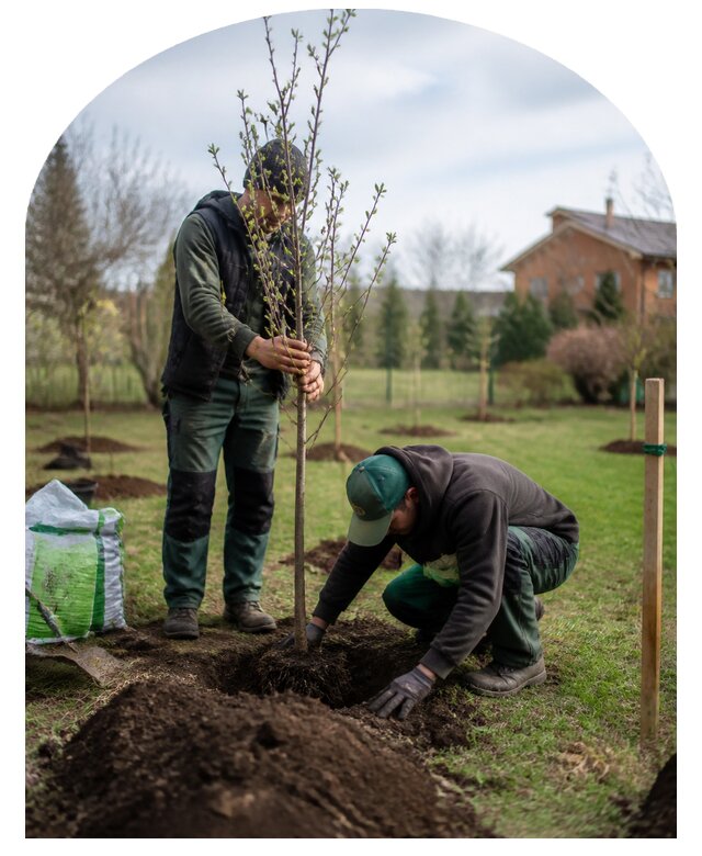 Посадка плодовых деревьев под ключ на участке в Назрани